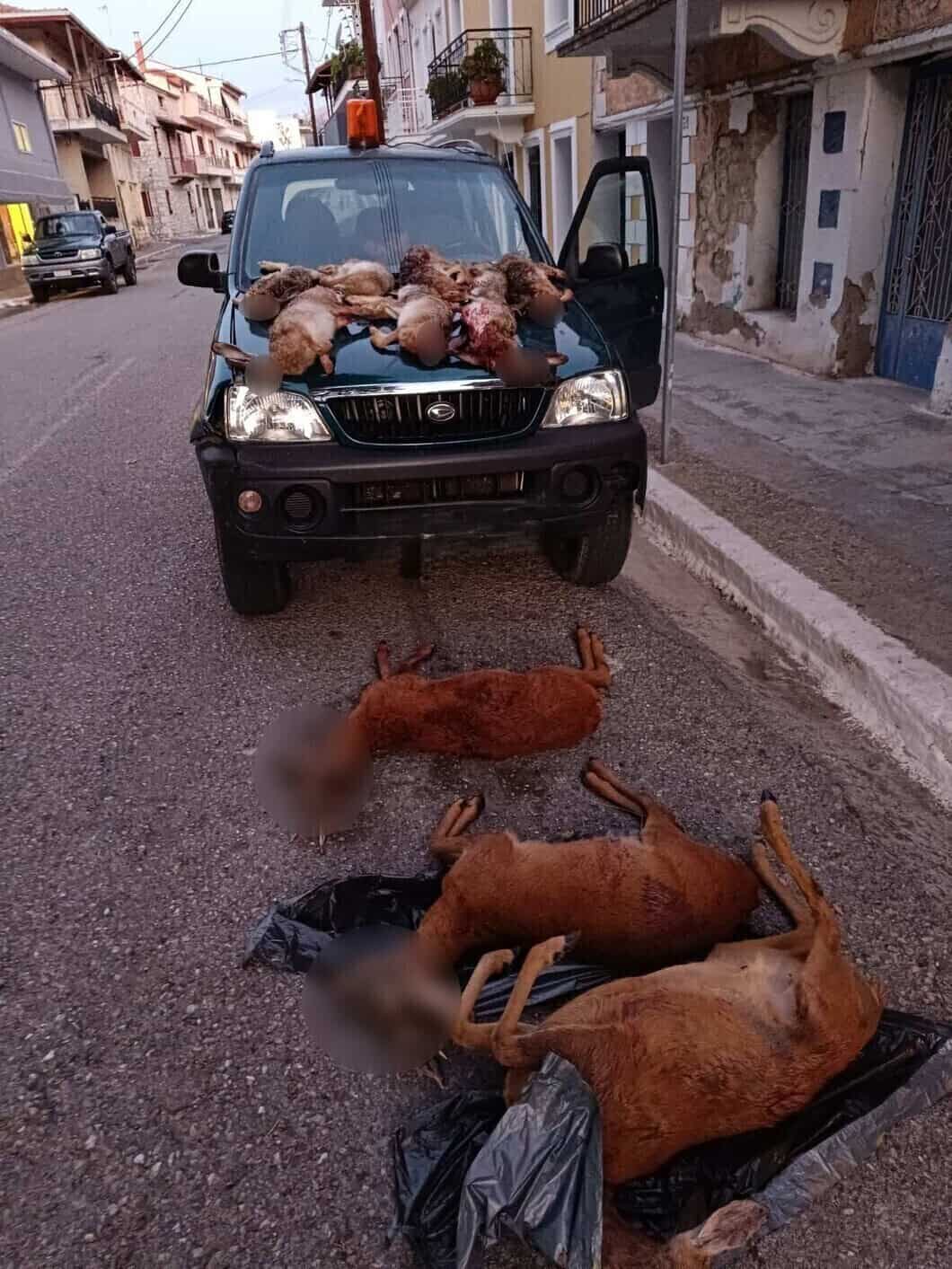 ΟΚΤΩ ΛΑΓΟΙ & ΤΡΙΑ ΖΑΡΚΑΔΙΑ Η ΠΑΡΑΝΟΜΗ ΛΕΙΑ ΛΑΘΡΟΘΗΡΩΝ ΠΟΥ ΣΥΝΕΛΛΑΒΑΝ ΧΘΕΣ ΟΙ ΘΗΡΟΦΥΛΑΚΕΣ ΤΗΣ Δ΄ Κ.Ο.Σ.Ε.